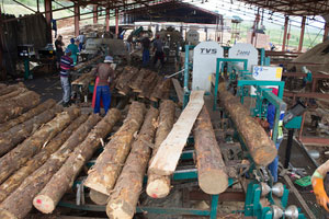 East African booming wood industry is an attractive investment destination