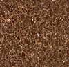 FOSHAN ORIENTAL BUILDING MATERIAL CO., LTD 